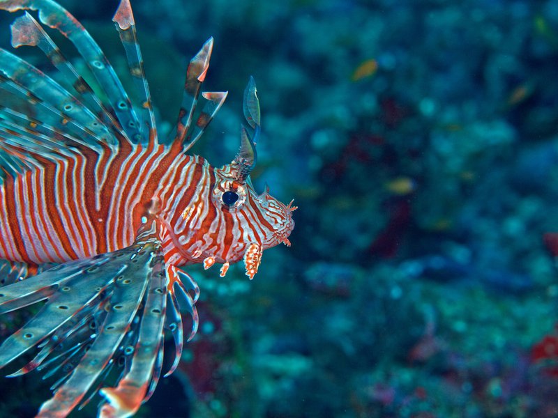 Lion Fish, Canyons